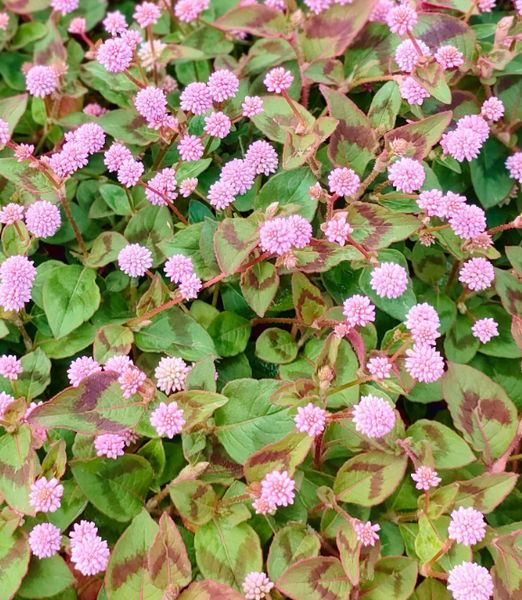 Persicaria 'Pink Towe'